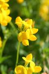 Flowers of the Birdsfoot Trefoil