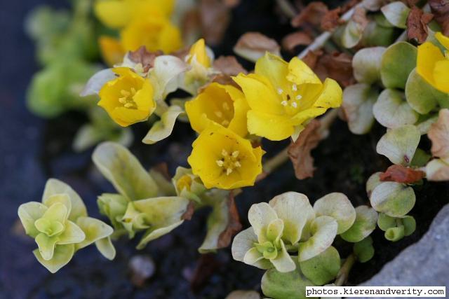 Flowers of Creeping Jenny in the pond margins