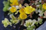 Flowers of Creeping Jenny in the pond margins