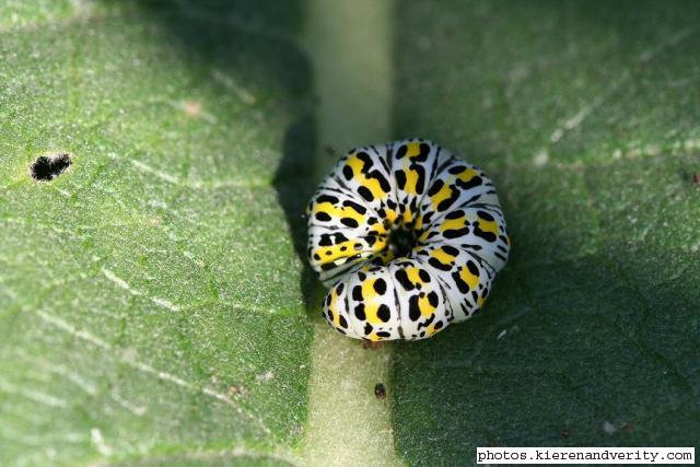 Curled up caterpillar of the Mullein Moth (Cucullia verbasci)