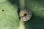 Curled up caterpillar of the Mullein Moth (Cucullia verbasci)