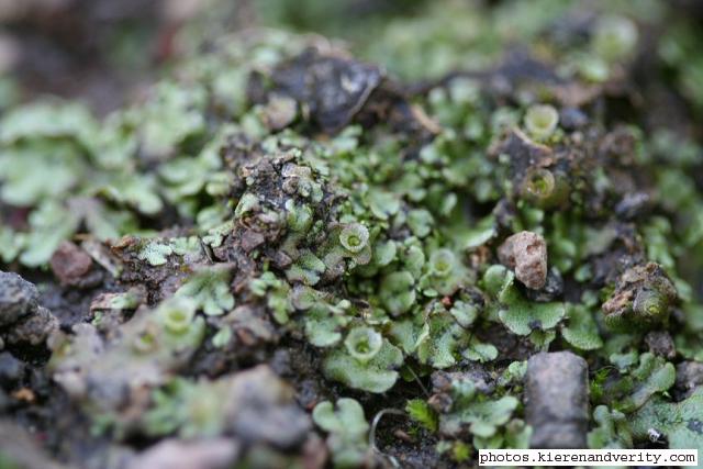 Liverworts growing at the edge of the pond