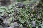 Liverworts growing at the edge of the pond