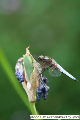 A second visit from a male Broad-bodied chaser this year