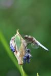 A second visit from a male Broad-bodied chaser this year