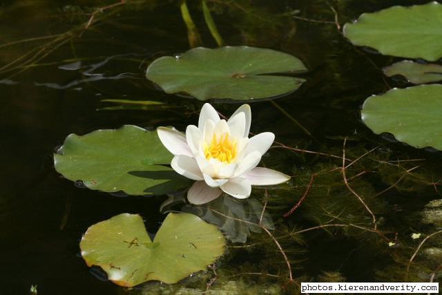 The Water Lily in flower