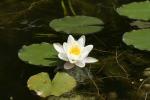 The Water Lily in flower