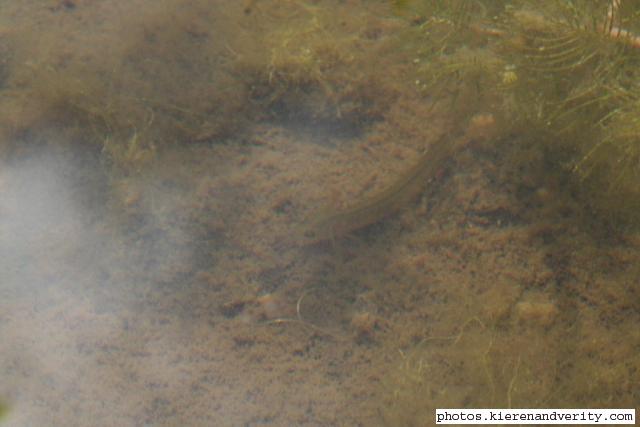 The tadpole of a smooth newt in the pond