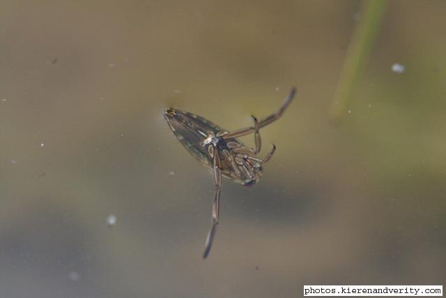 Close-up of the Backswimmer (Notonecta glauca)