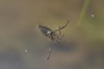 Close-up of the Backswimmer (Notonecta glauca)