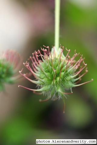 Fruit and seeds of the Water Avens (Geum rivale)