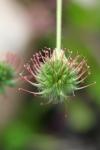 Fruit and seeds of the Water Avens (Geum rivale)