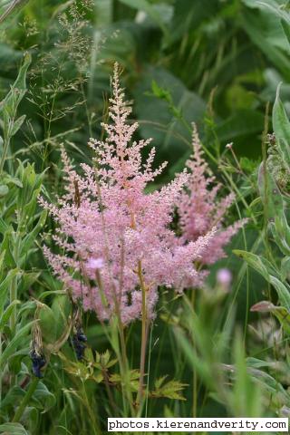 Flowers of the Astilbe in the bog garden