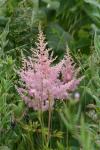 Flowers of the Astilbe in the bog garden