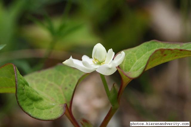 Leaves and flower of Houttuynia