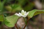 Leaves and flower of Houttuynia