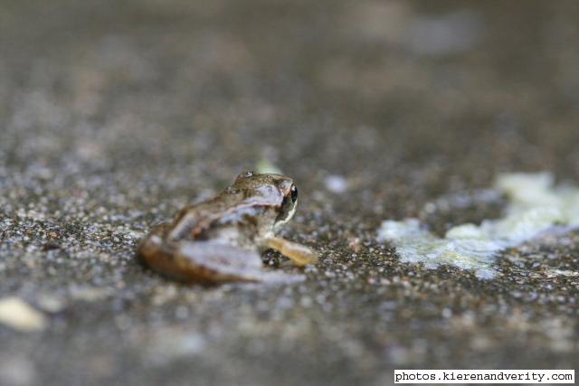 Another froglet (Rana temporaria) on our rain-soaked patio