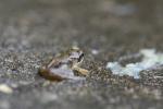 Another froglet (Rana temporaria) on our rain-soaked patio