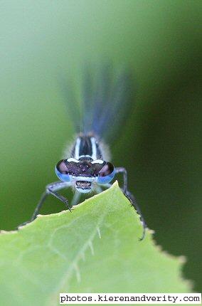 Face to face with the Common Blue Damselfly (Enallagma cyathigerum)