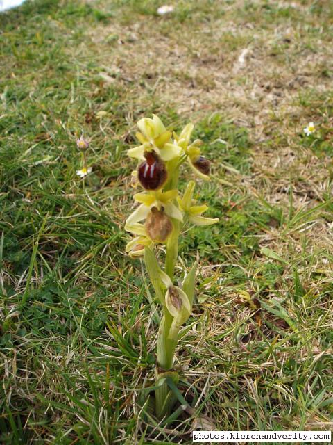 blurry early spider orchid