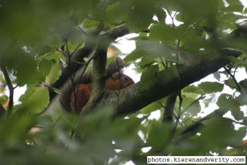 red squirrel