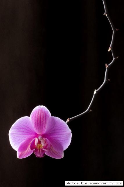 Orchid