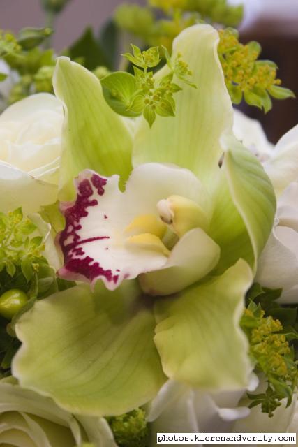 orchid