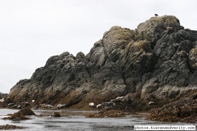 bald eagle and harbour seals