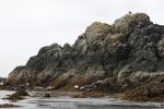 bald eagle and harbour seals