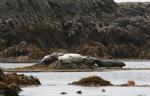 harbour seals