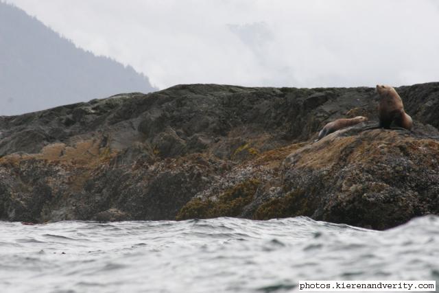 Steller's sea lions