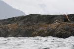 Steller's sea lions