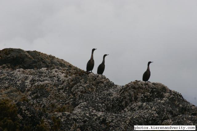 sea birds