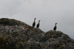 sea birds
