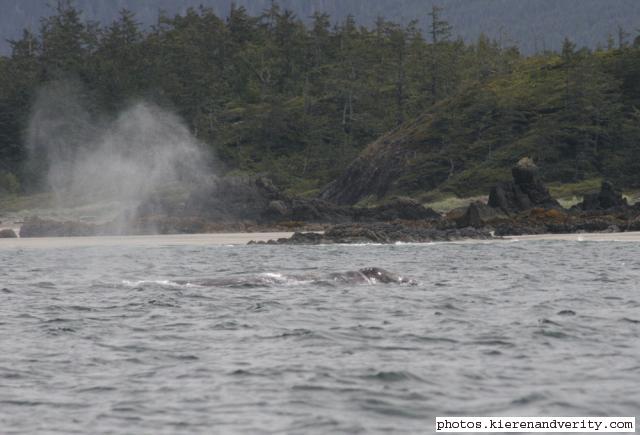 grey whale