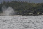 grey whale