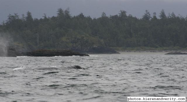grey whale