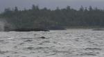 grey whale