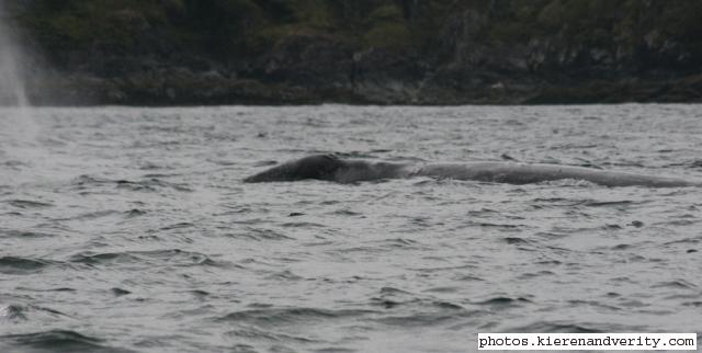 grey whale