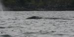 grey whale