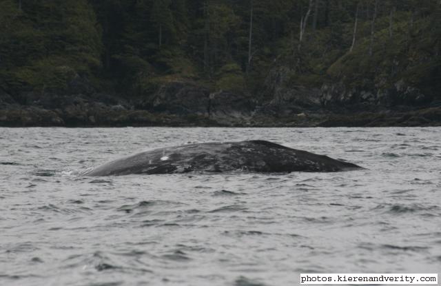 grey whale
