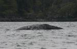 grey whale