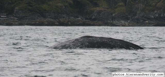 grey whale