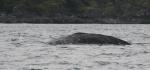 grey whale