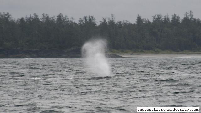 grey whale