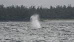 grey whale