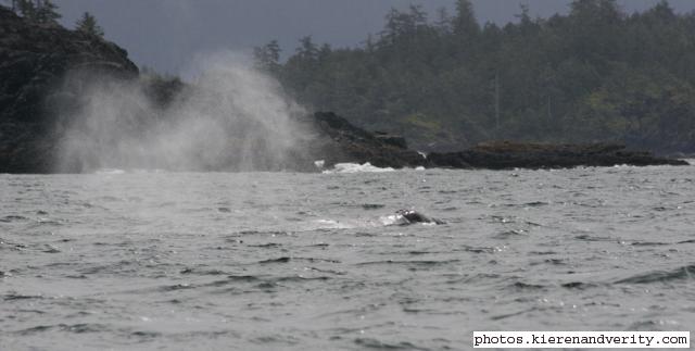 grey whale