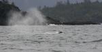 grey whale