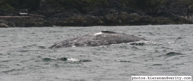 grey whale