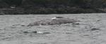 grey whale